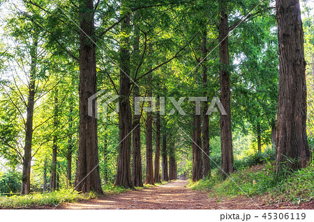 metasequoia park in haneul park 45306119