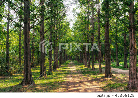 metasequoia park in haneul park 45306129