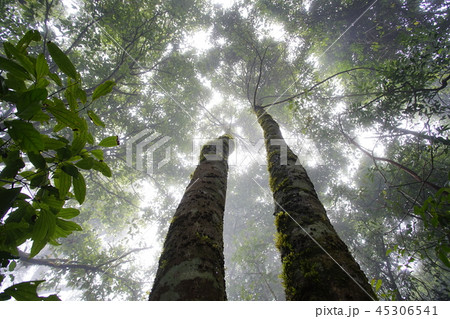 Big trees in the rain forest in Thailand. Big trees in the rain forest in Thailand. 45306541