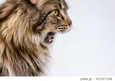 Hungry black tabby Maine Coon cat 45307196