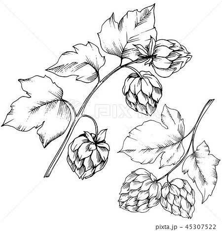 Vector. Black and white engraved humulus ink art. Isolated humulus illus 45307522