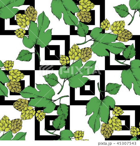 Vector. Black and white engraved humulus ink art. Green leaf. Leaf plant 45307543