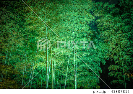 竹林のイメージ 45307812