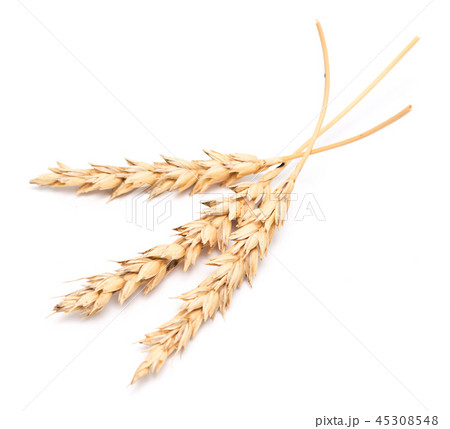 wheat ears wheat ears 45308548