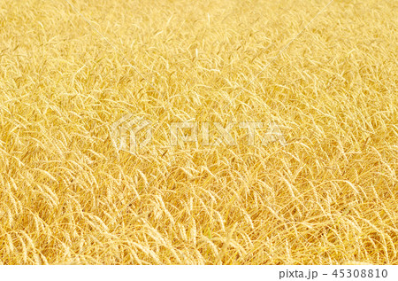 wheat field wheat field 45308810