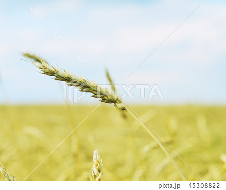 wheat ear wheat ear 45308822