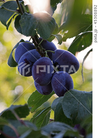 Plums on branch 45308892