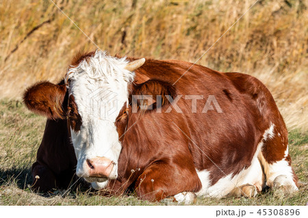 Lying cow one horn 45308896