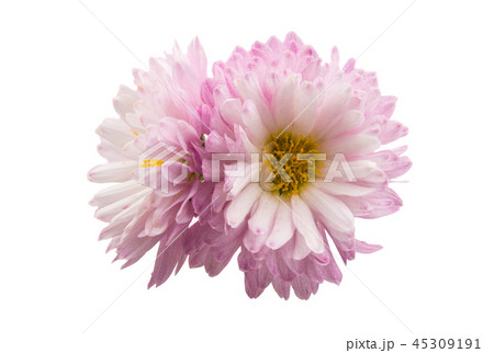 chrysanthemum isolated chrysanthemum isolated 45309191