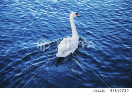 white swan swims in the lake white swan swims in the lake 45310789