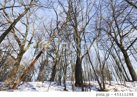 winter forest 45311298