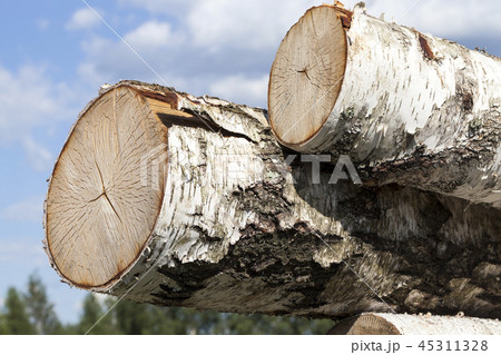 striped birch trunks 45311328