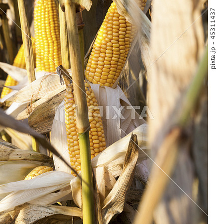 corn rotten corn rotten 45311437