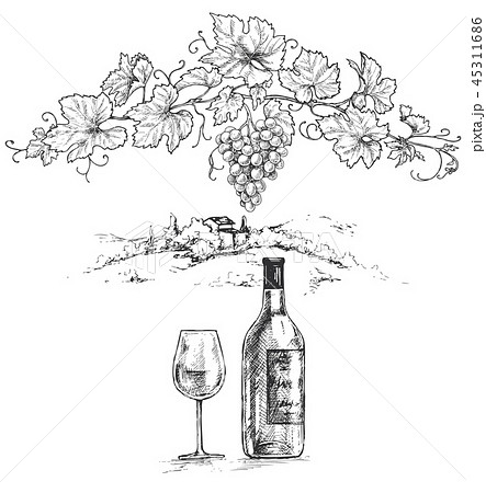 Hand Drawn Grape Branch and Wine Bottle 45311686