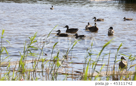 ducks floating ducks floating 45311742