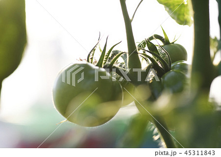 トマト 野菜 栽培 青い 未熟 植物 農業 マクロ クローズアップ 緑黄色野菜の写真素材