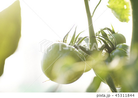 トマト 野菜 栽培 青い 未熟 植物 農業 マクロ クローズアップ 緑黄色野菜の写真素材