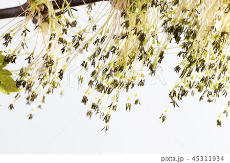 flower maple ,spring flower maple ,spring 45311934