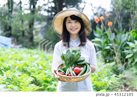 農業 野菜 生産者 収穫 農家 農業 野菜 生産者 収穫 農家 45312105
