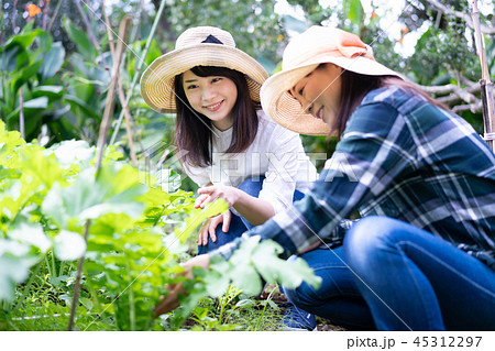 農業　体験　観光　旅行　野菜　生産者　収穫　農家 45312297