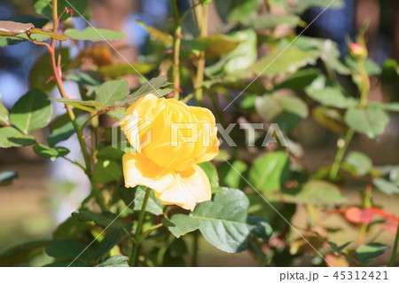 バラの花　ベラローマ 45312421