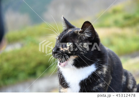 猫・野良猫・外ネコ・ベンチ・錆柄 猫・野良猫・外ネコ・ベンチ・錆柄 45312478