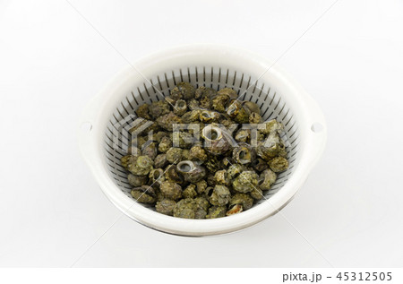 チンボーラー(カンギクガイ)砂出し チンボーラー(カンギクガイ)砂出し 45312505