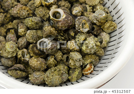 チンボーラー（カンギクガイ）砂出し 45312507