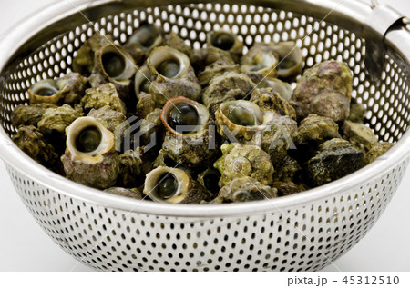 チンボーラー（カンギクガイ） 45312510