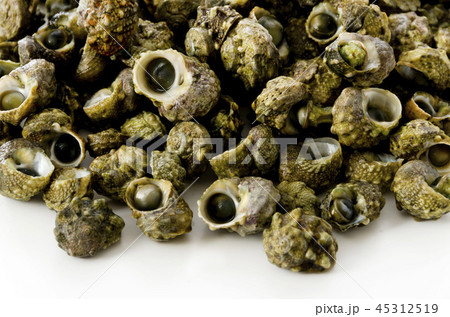 チンボーラー(カンギクガイ) チンボーラー(カンギクガイ) 45312519