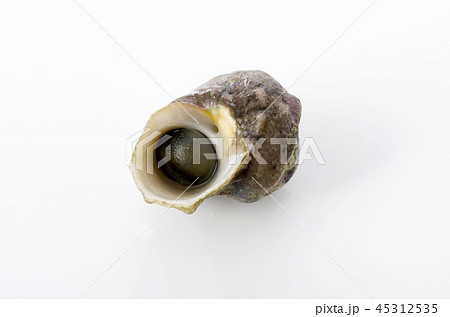 チンボーラー(カンギクガイ) チンボーラー(カンギクガイ) 45312535