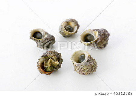 チンボーラー(カンギクガイ) チンボーラー(カンギクガイ) 45312538