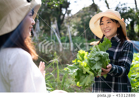 農業 野菜 生産者 収穫 農家 農業 野菜 生産者 収穫 農家 45312886