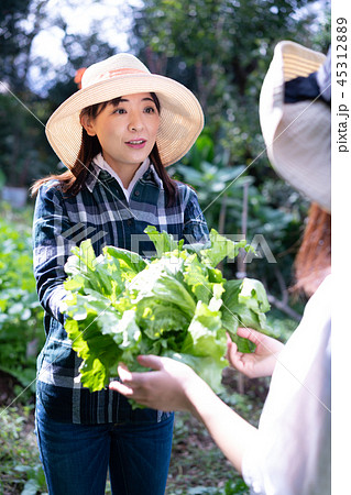農業　野菜　生産者　収穫　農家 45312889