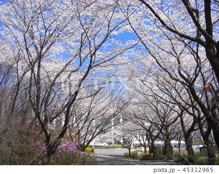 満開の桜 45312965