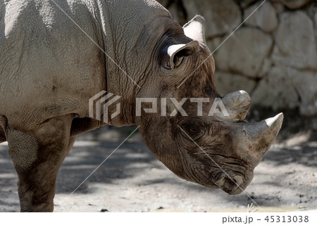 ヒガシクロサイ 45313038