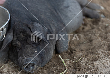 アグー豚 45313040