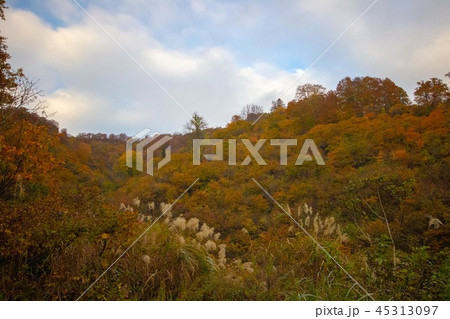 紅葉 45313097
