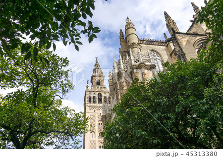 View of Giralda from orange tree courtyard View of Giralda from orange tree courtyard 45313380