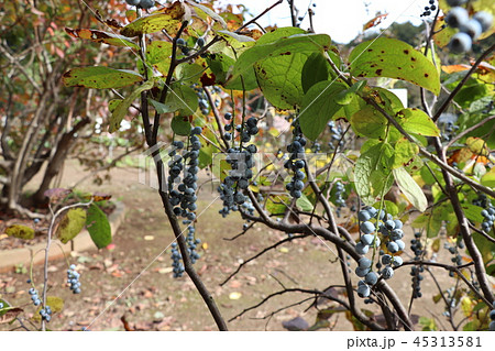 日本原産のブルーベリー（アラゲナツハゼ） 45313581