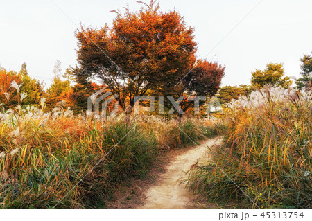 autumn reeds and foliage 45313754