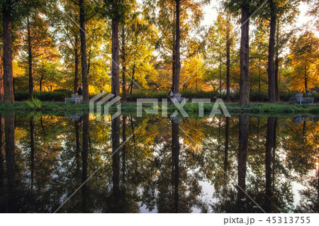 Seoul forest autumn 45313755