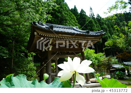 永平寺　寂光院　 はす 45313772