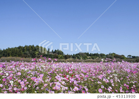 偕楽園公園のコスモス　 45313930