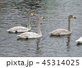 白鳥（若鳥） 45314025