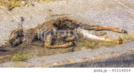 Dead fawn lying on a concrete sidewalk 45314054