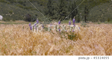 Dainty blue flowers amidst grasses in a mountain 45314055