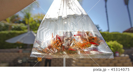 Crawdads inside a plastic pouch with water Crawdads inside a plastic pouch with water 45314075