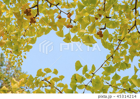 銀杏　銀杏の実　 45314214