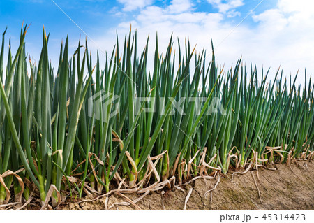 ねぎ 畑 ねぎ 畑 45314423